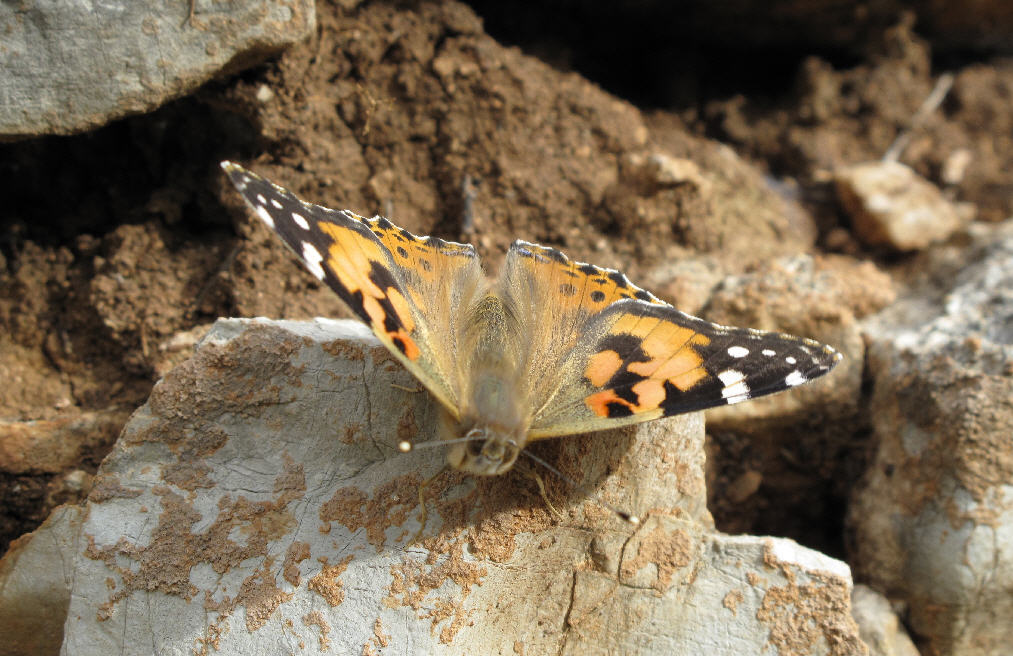 farfalla da determinare - Vanessa cardui